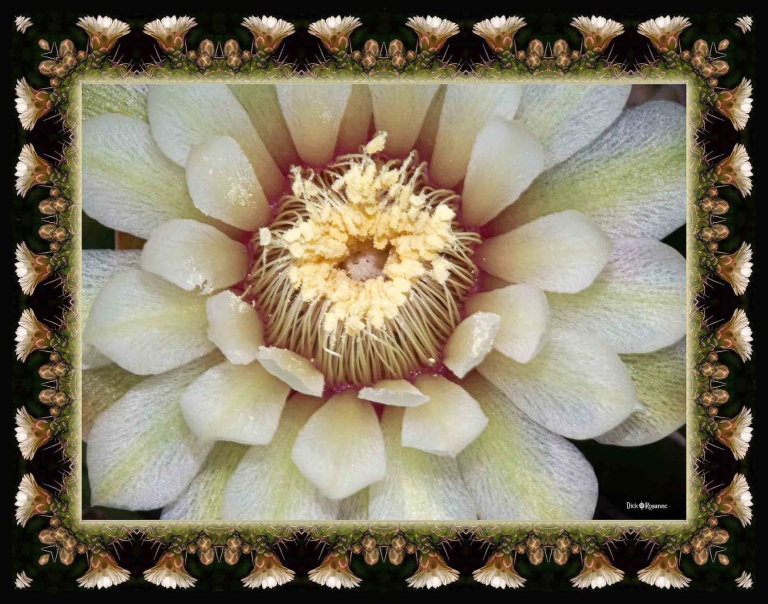 Night Blooming Cereus - Dick & Rosanne Photography